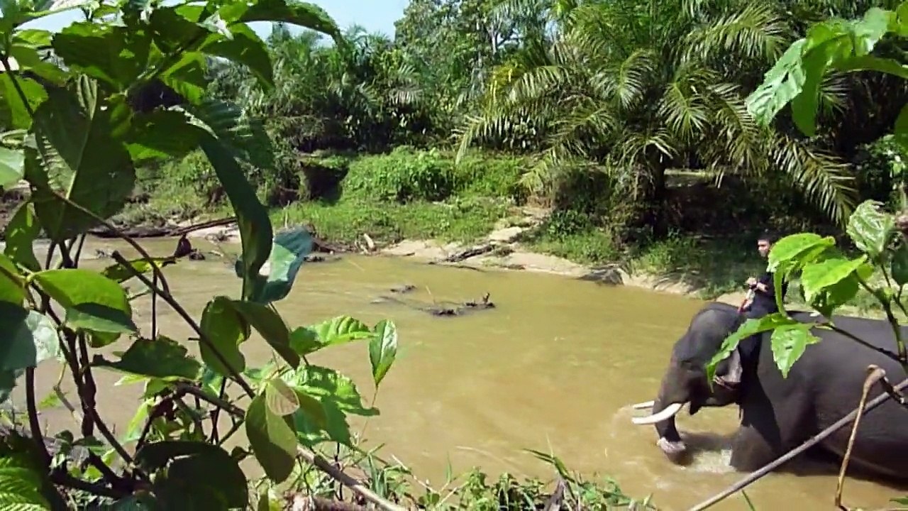 Mit Elefanten unterwegs gegen den Urwald-Kahlschlag