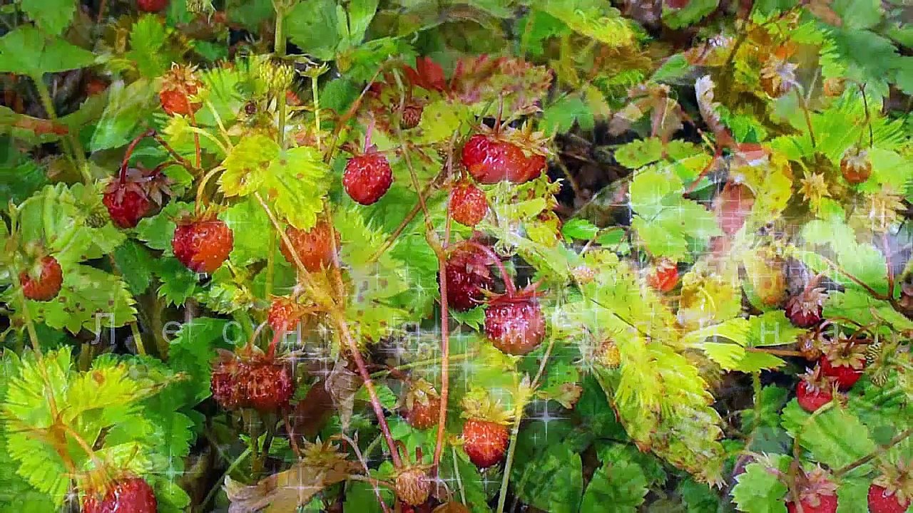 Травяной чай Состав травяного чая (Воронеж)