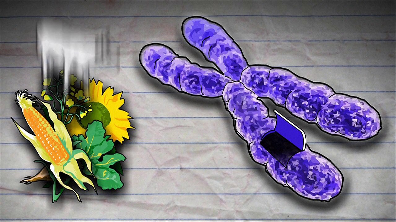 Les organismes génétiquement modifiés