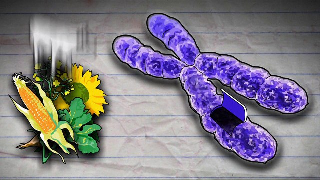 Les organismes génétiquement modifiés