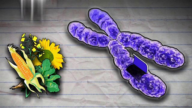 Les organismes génétiquement modifiés