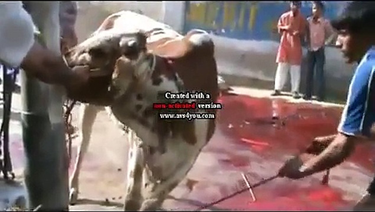 Cow is Attempting to Run Away Before Qurbani...