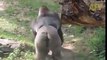 گوریلا کس طرح -Hi- کہتے ہیں ؟ ویڈیو دیکھیں--How Gorilla Say Hi to Everyone--Scarr and Funny as well