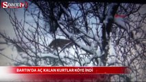 Bartın'da aç kalan kurtlar köye indi