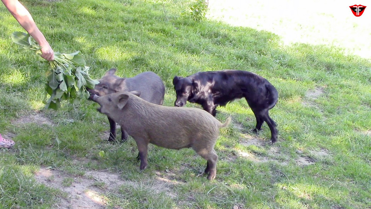 Piglets are eating from hand and dog is sniffing their butts
