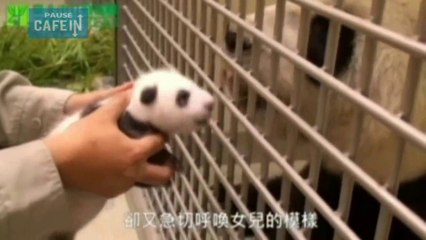 Cette mère voit son bébé panda pour la première fois