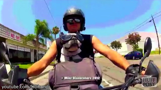 Ces chiens se prennent pour des motards