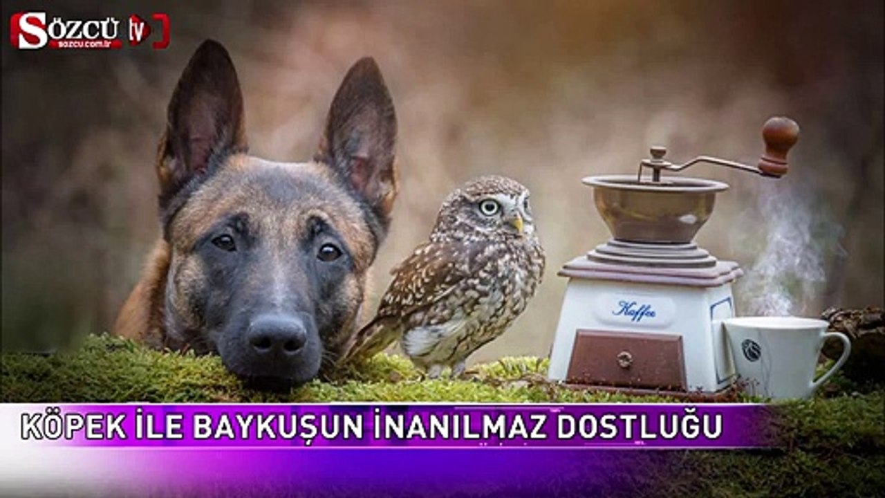 Köpek ve baykuşun inanılmaz dostluğu