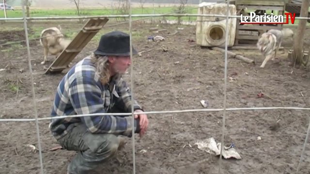 Les chiens-loups ont retrouvé leur maître