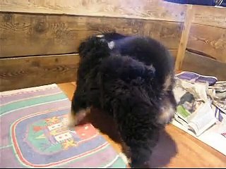 20fév femelle verte et la bouteille