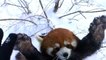 Des pandas roux batifolent dans la neige