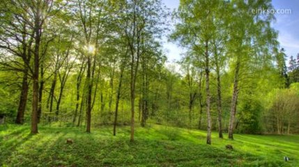 Timelapse : la vie d'une forêt en 40 secondes