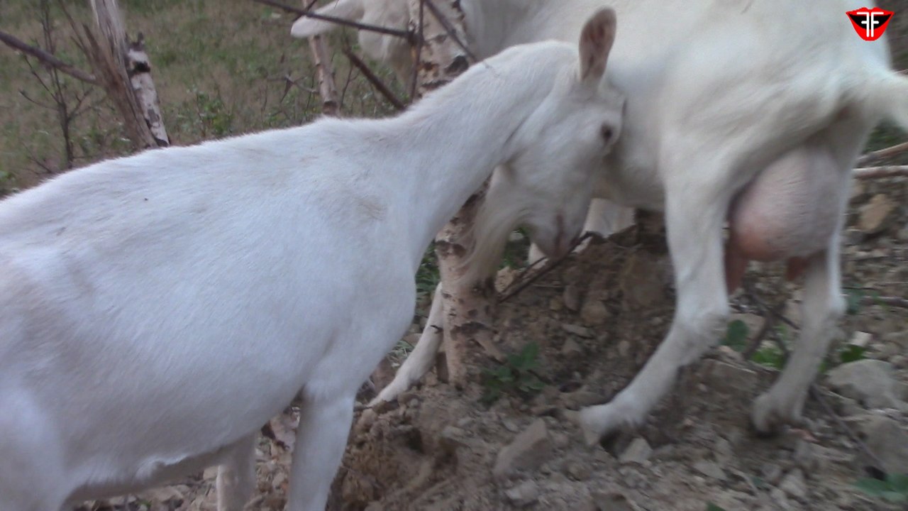 Goat really needs to scratch between ears
