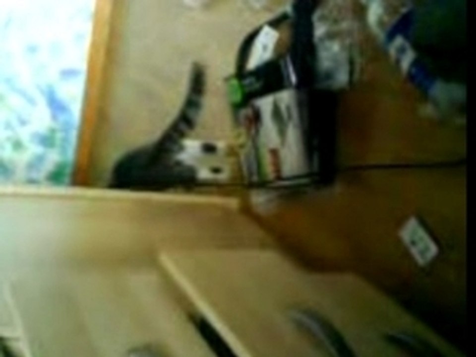 Chat fou