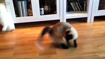 Epic Funny Cats Jump Fail