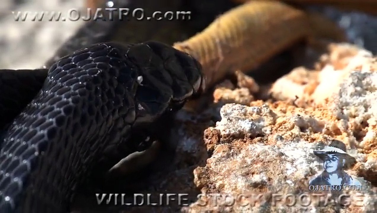 Indigo Snake Eats Rat Snake 01 Snake vs Snake