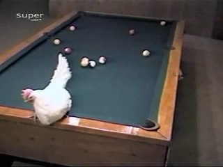 Bilardo Ustası Tavuk :)