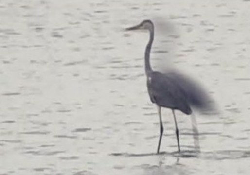 Heron Goes Surfing on a Rhino