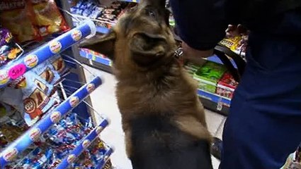 Send In The Dogs s02e07 (UK)