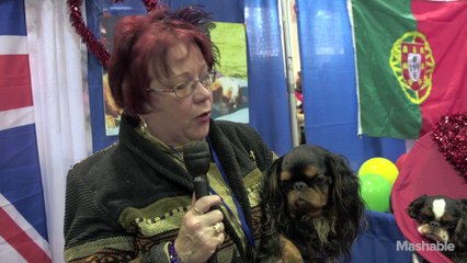 Meet The Breeds 2015: A few of our favorite dogs