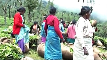 “苦い” 紅茶 The Bitter Taste of Tea - 2009-09-03 14_20