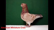 Fancy Pigeon Breeds - Part 1