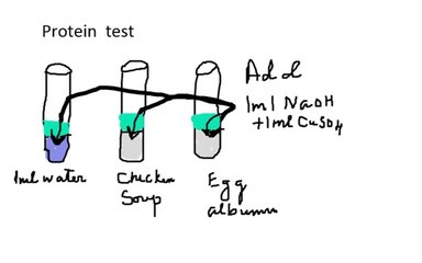 HOW TO PERFORM PROTEIN TEST - BIURET TEST