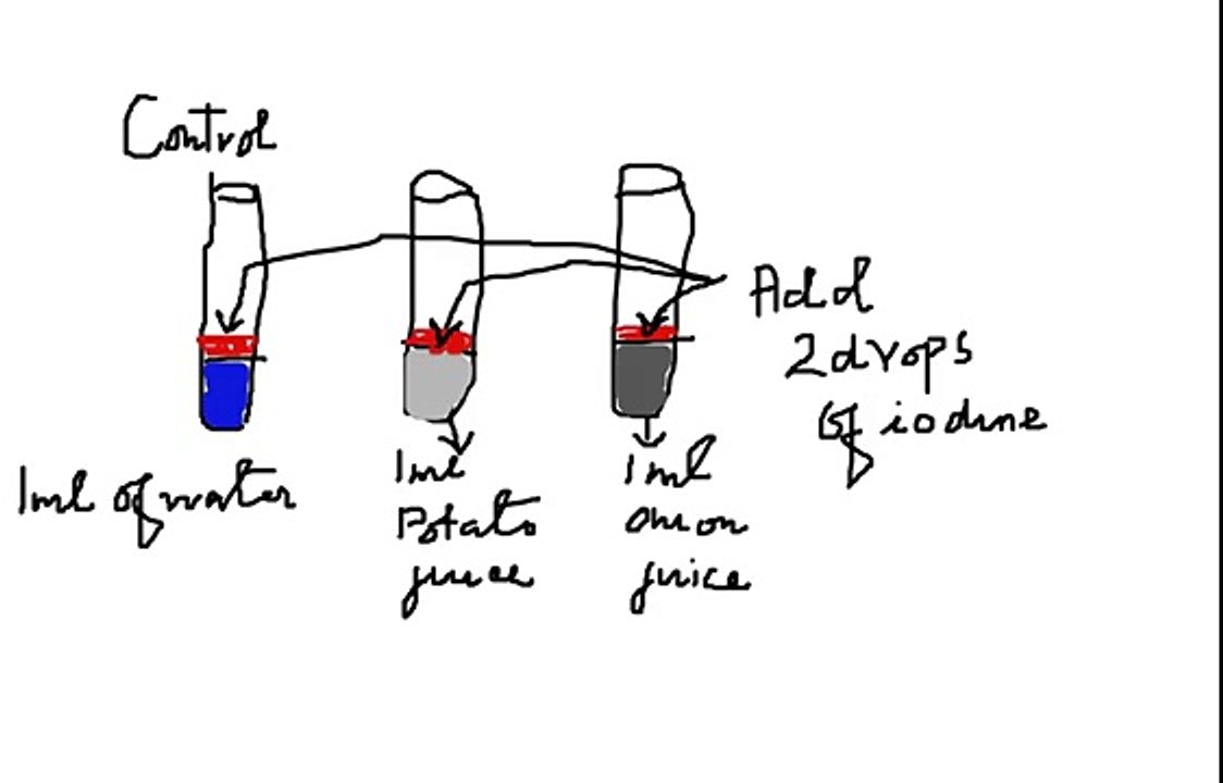 HOW TO PERFORM STARCH TEST