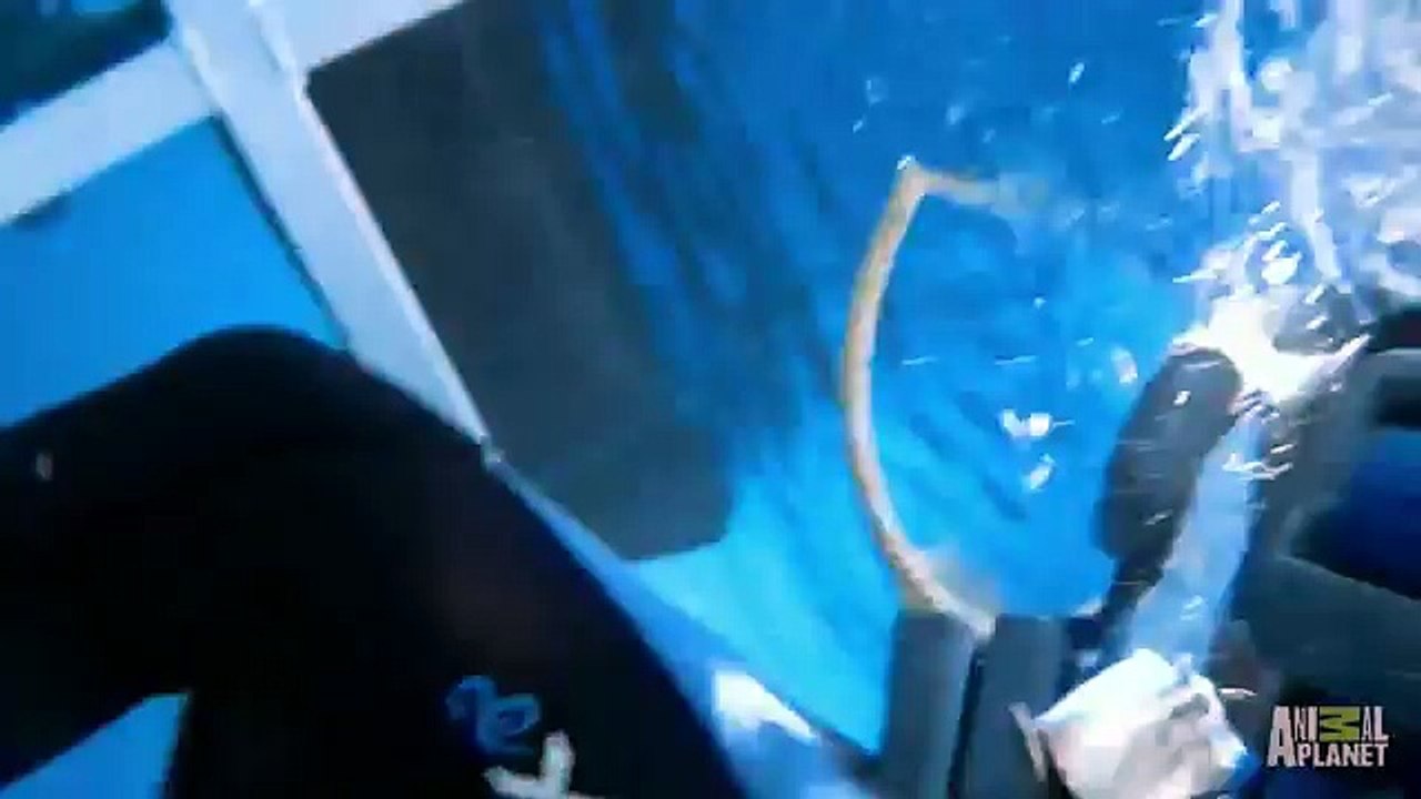 Great White Snaps Cage in Half _ World's Scariest Animal Attacks
