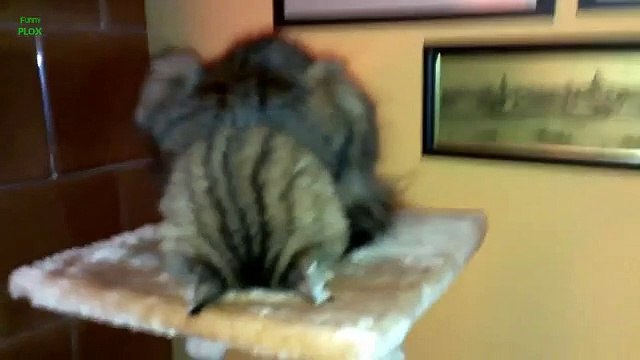 Funny Cats Sleeping in Weird Positions Compilation [HD]