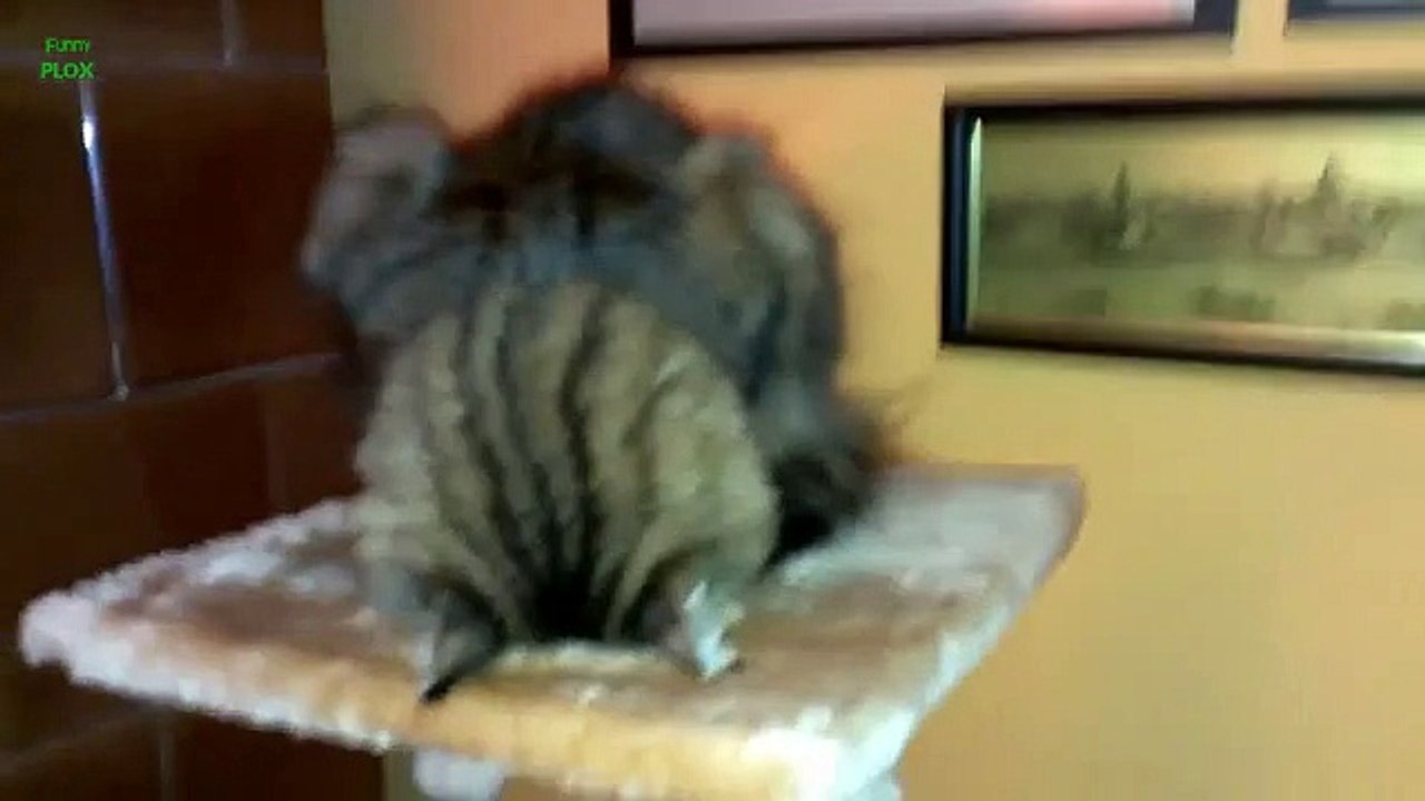 Funny Cats Sleeping in Weird Positions Compilation [HD]