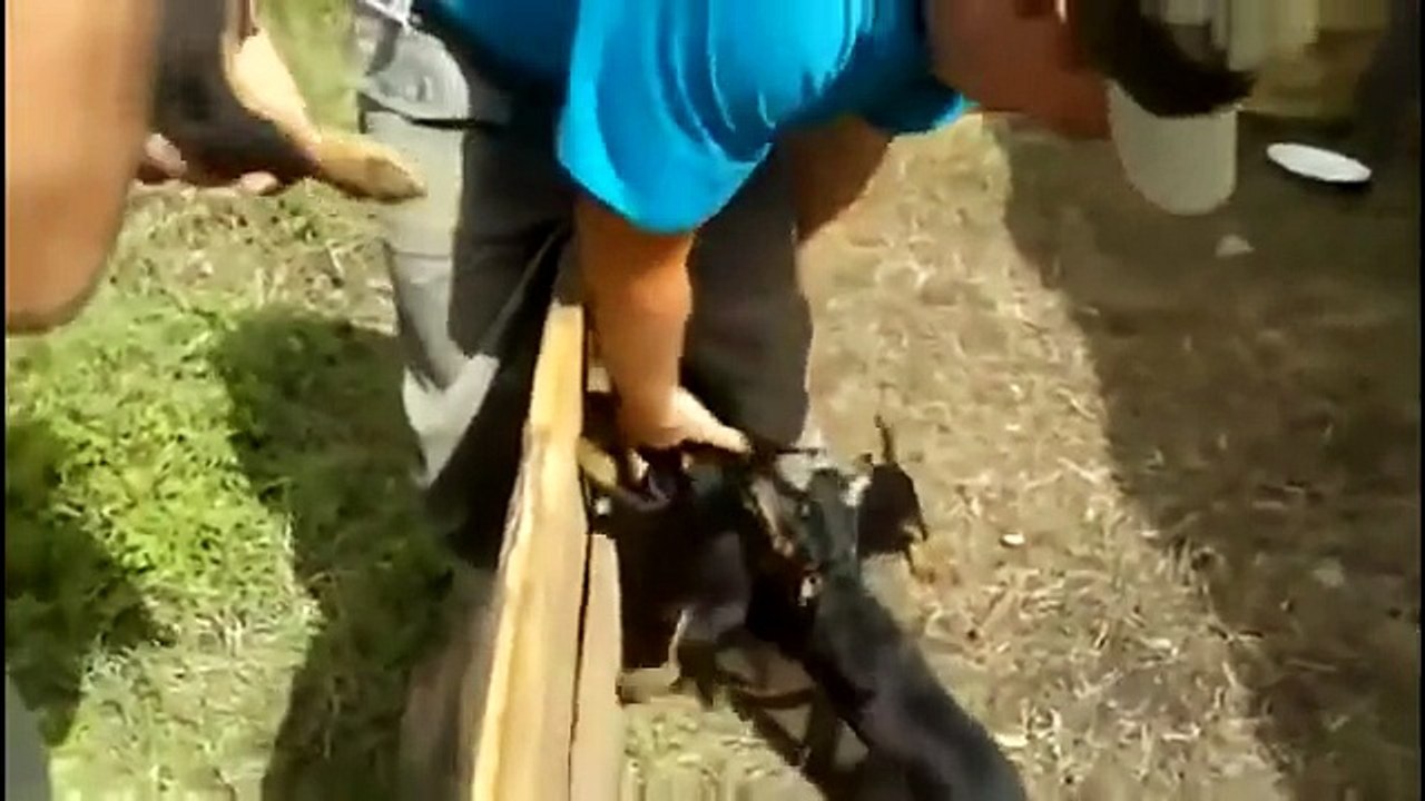 Funny cats and dogs - Funny videos try not to laugh