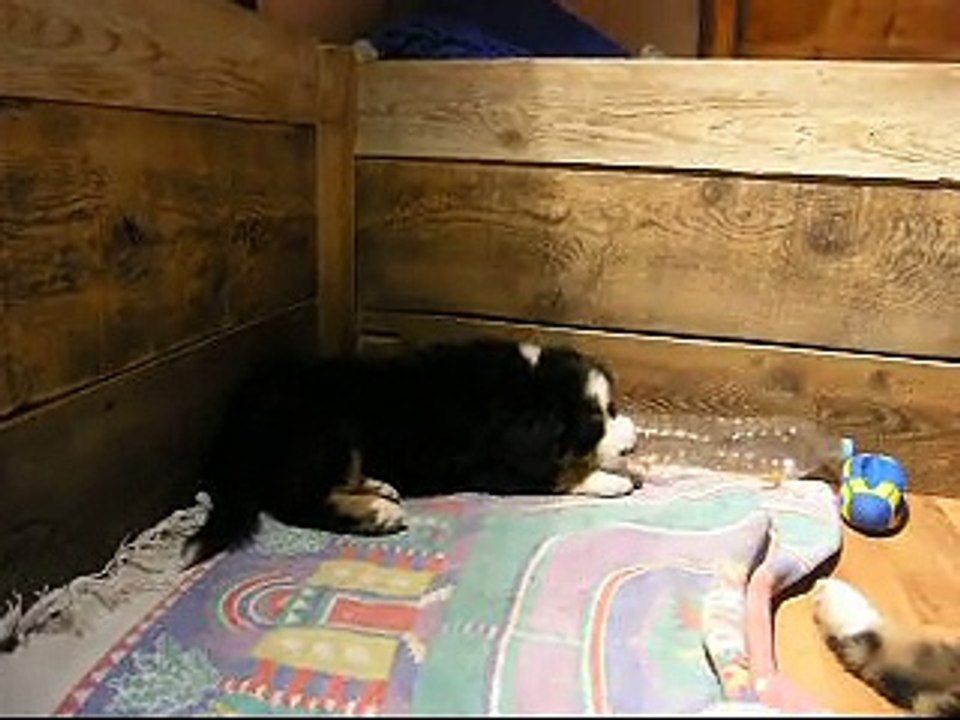 20fév Looping (avec femelle verte et Lily Rose)