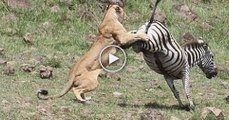 OMG!!! ZEBRA Kicked Hard to the LION to manage good Escape