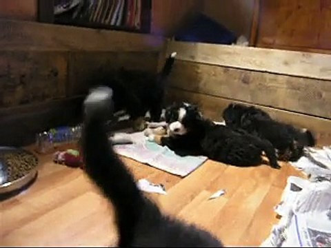 20févLily Rose, Looping, Liebe, femelle verte et femelle rose