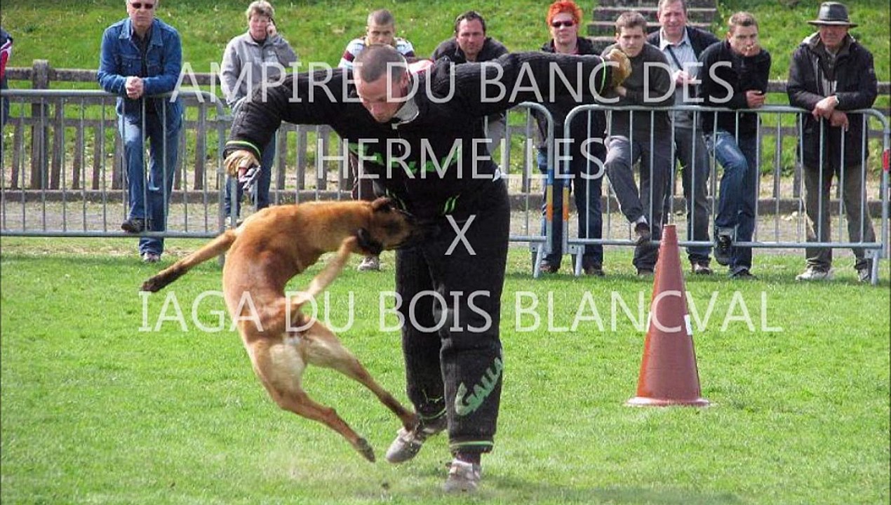 chiot berger belge malinois