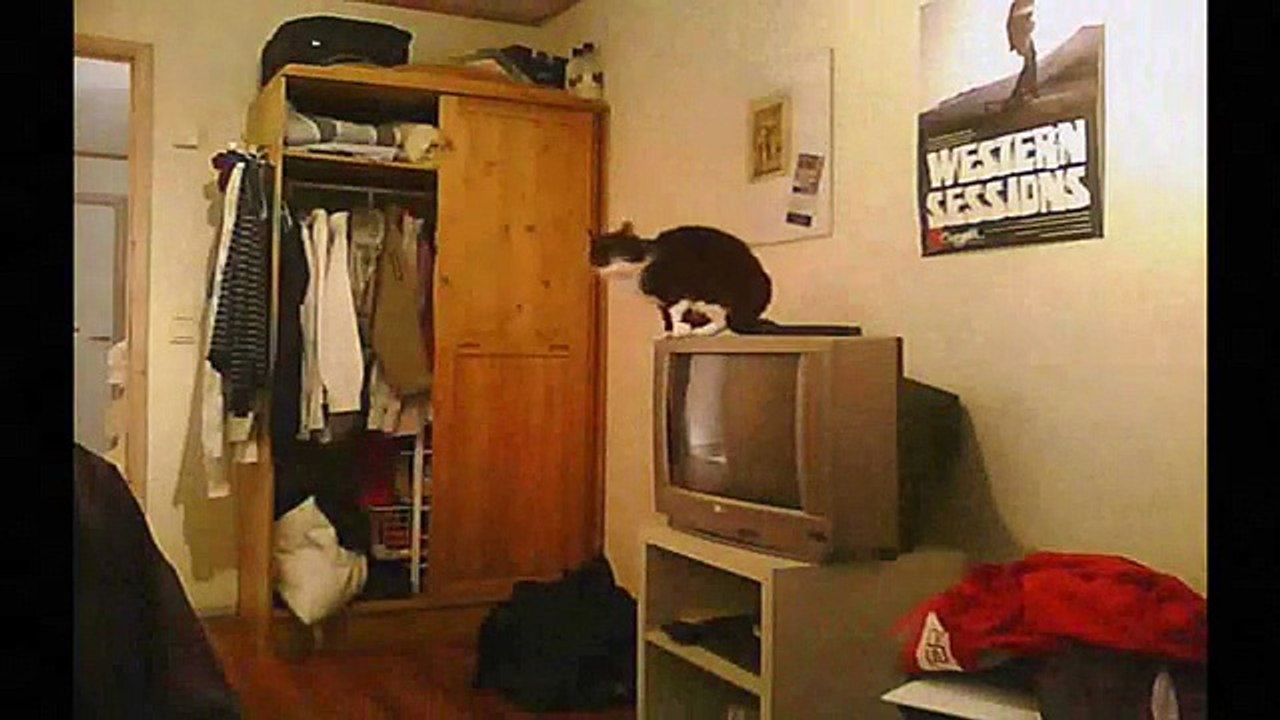 Funny Videos 2014 - Funny Cats Video - Funny Cat Videos Ever - Funny Animals Funny Fails 2014