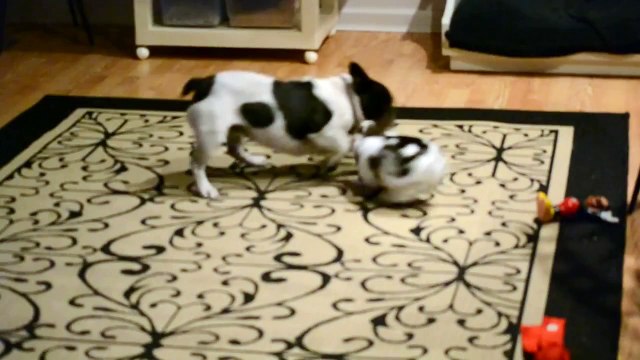 Rabbit vs Dog - Best Friends - Кролик с Собачка - лучшие друзья