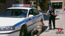 Throwback Thursday - Worst Police Dog Ever!