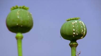 Opium et islamophobie: reportage dans les zones de non-droit en Birmanie