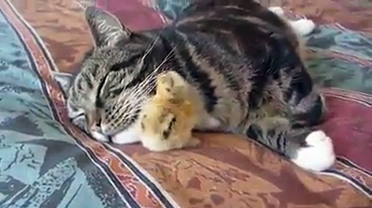 Chick love with cat