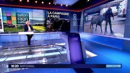 Vaches, veaux, montons et chèvres s'installent au Salon de l'agriculture de Paris