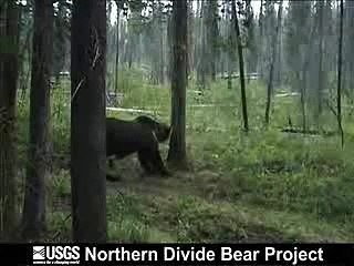 Very Funny Bear Dance
