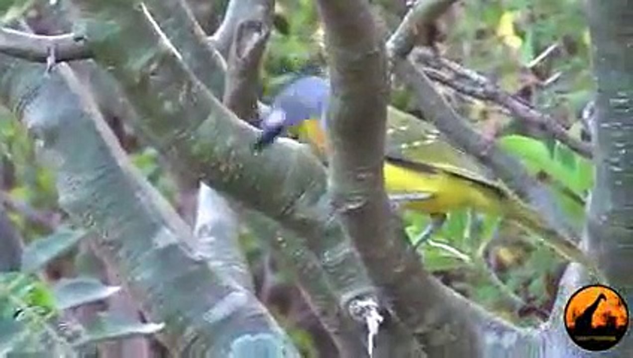 Bird vs Snake - Latest Sightings
