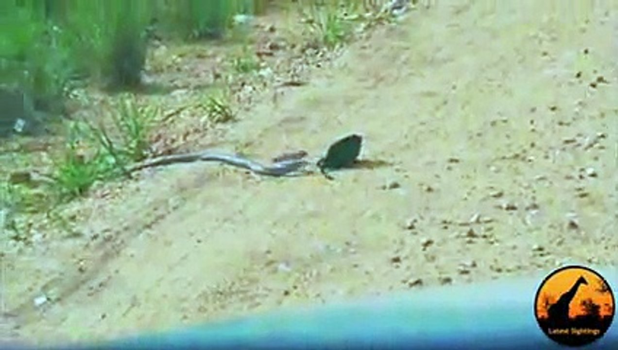 Boomslang Snake vs Chameleon - Latest Wildlife Sightings