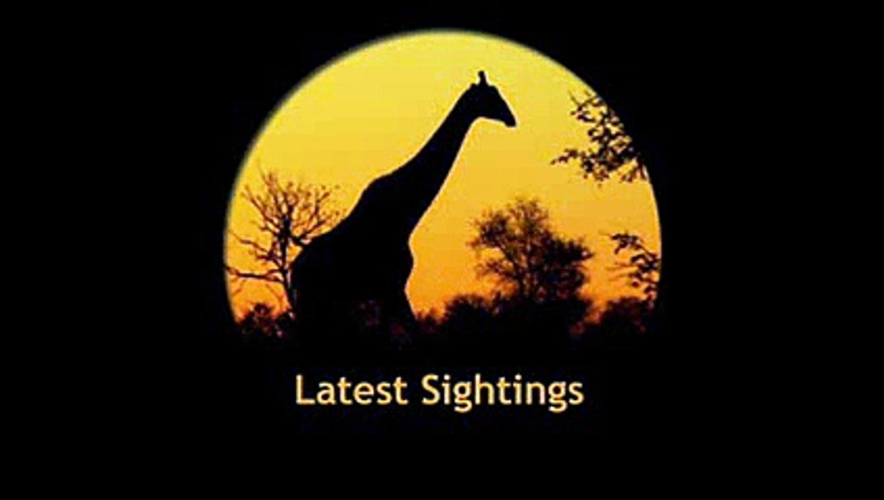 Slender Mongoose Interaction With Puff  Latest Wildlife Sightinge