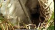 Os Últimos Cavalos Selvagens da Europa - Odisseia - Europe´s Last Wild Horses