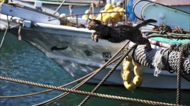 猫好きに贈る跳びネコ画像まとめ | Epic Funny Cats Jump Compilation