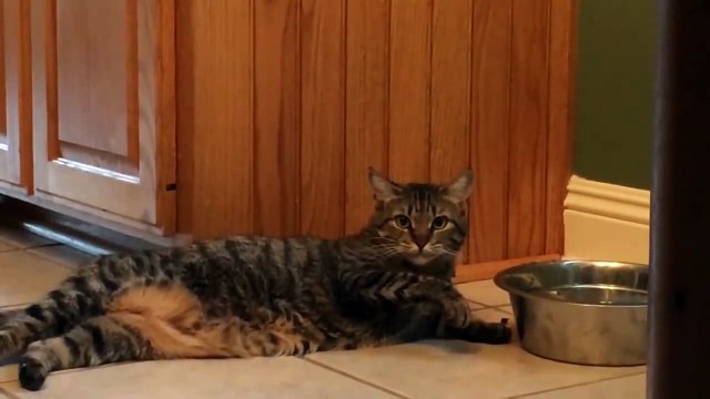 Lazy Cat drinks water with its paw )) - Ленивый Кот пьет воду лапкой ))
