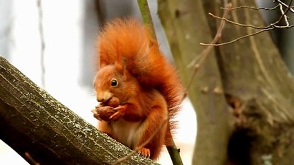 Views Cute Squirrel eats a nut and cleans his fingers | Funny Videos 2015